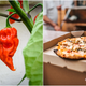 Illustration for article titled Russian roulette ghost pepper pizza is a new Halloween tradition in the U.K. and Japan